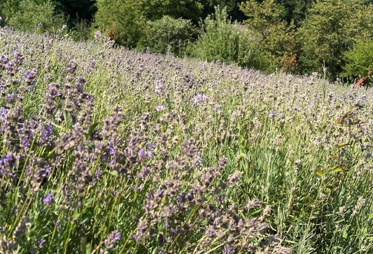 Herbal Spa investirao u zasade lavande