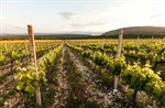 Poznata vinarija na području Stoca sadi 54 hektara vinograda